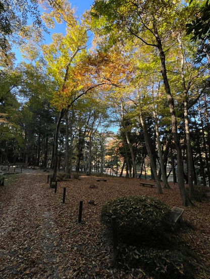 A tranquil pathway through a forest with trees displaying autumn foliage. The ground is covered in fallen leaves, creating a serene atmosphere. Clear blue sky is visible through the branches.