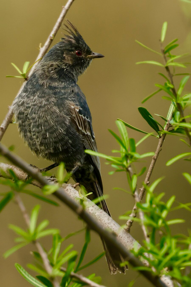 a dark, regal-seeming bird with feather colorations of light and dark chocolate and cinnamon layered like geologic eras, with a bright eye and rockabilly crest.