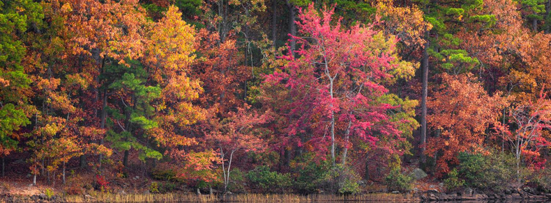 A dense forest in vibrant fall colors, including reds, oranges, yellows, and some green pines, lines a calm body of water.