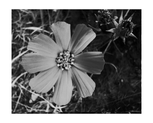 a photography of a blooming flower with 8 petals aside another which is slowly maturating.