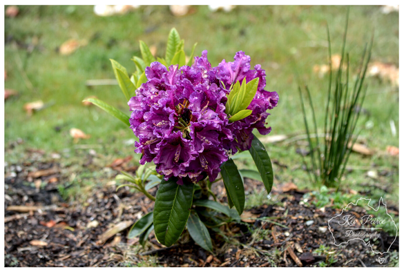 A close up, slightly low angle photograph of a small cluster of deeply purple, ruffled rhododendron blooms surrounded by glossy green leaves.  The flower is centred and slightly wet, rising from dark, mulch covered soil. In the background, the grass is blurred, with a few lighter green sprouts visible to the right.
