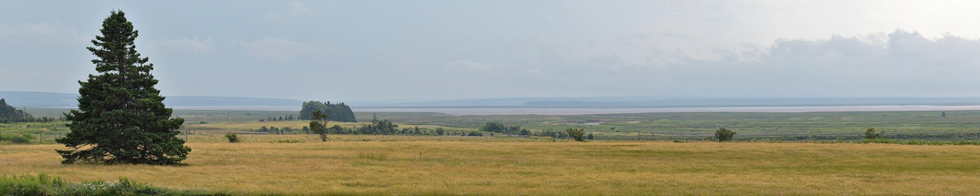 A panoramic photo of a distant body of water with yellow fields in front of it. There's a prominent conifer tree to the left of the photo. The sky is hazy with clouds in it.