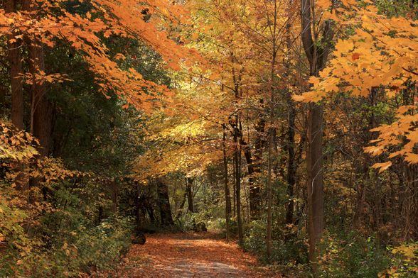 This is an autumn scene photo taken on a flat section of a hiking trail that passes through a forest. The trail is about six feet wide with deciduous trees lining both sides. The leaves are brightly coloured in orange and yellow tones. Many fallen leaves cover much of the walking surface of the trail. The sun provides a bit of a backlighting effect in the centre of the frame. There is definitely an autumn vibe to this photo.