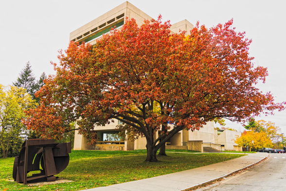 A spreading tree fills most of the center, behind it is a striking concrete and glass building and around it a lawn, a road and small sculpture