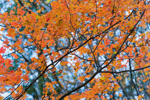 Yellow-orange leaves in the near field supported by branches and  a more distant layer of dark tree trunks, clouds and blue sky