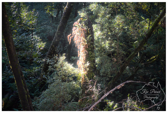 A moody, sun dappled image capturing dense forest foliage. A tall, moss covered tree stump or dead trunk in the centre is dramatically illuminated by a shaft of bright sunlight, causing ferns and other small plants clinging to it to glow with warm light.  Dark, imposing tree trunks surround the central column, creating deep shadows and high contrast. The image is signed 'Kev Peirce Photography.'