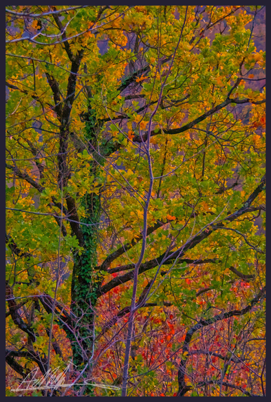 The dark  branches and trunk of an oak tree are surrounded by multicoloured autumn leaves in shades of red, yellow, orange, brown and green. 