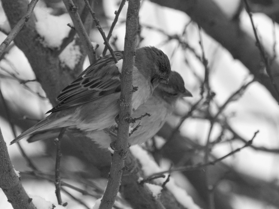 Birds, closeup, black and white, photo