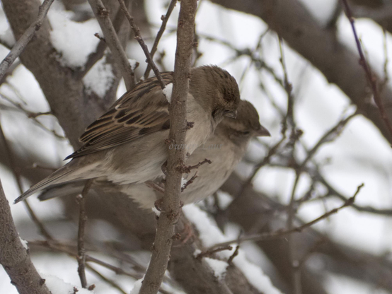 Birds, closeup, color, photo