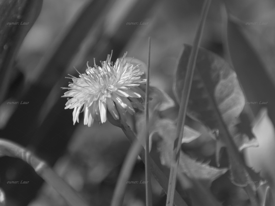 Flower, closeup, black and white, photo