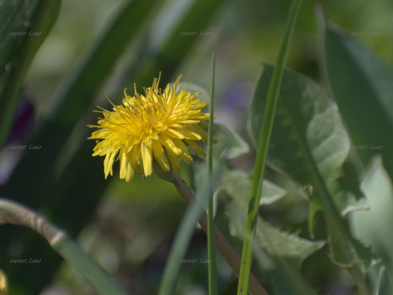 Flower, closeup, color, photo