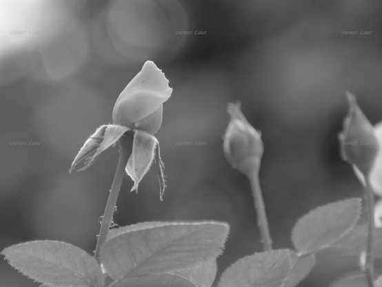 Rose, closeup, black and white, photo