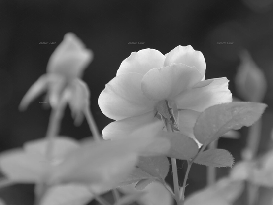 Rose, closeup, black and white, photo