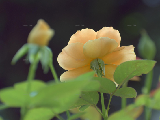Rose, closeup, color, photo