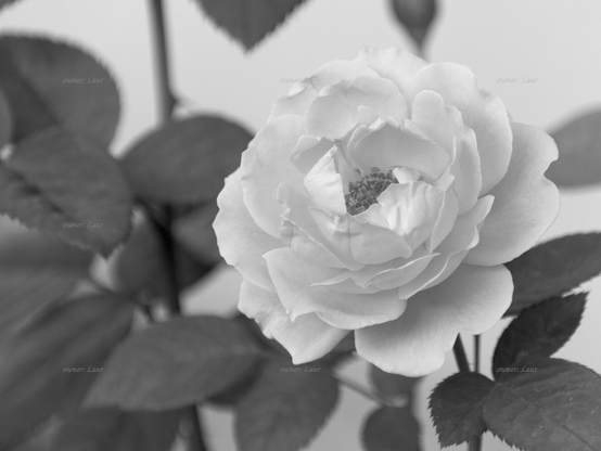 Rose, closeup, black and white, photo