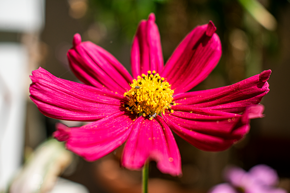 A close-up photograph of a Cosmos flower during the day!