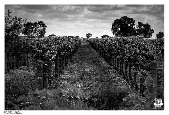 Black and white photograph looking straight down a long, narrow row of a vineyard. The grapevines are densely planted on either side of the dirt path, supported by wooden posts.

In the distance, a single, small tree stands out against the horizon, with dark, rounded trees framing the scene on the left and right under a cloudy sky.