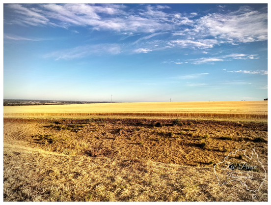 A panoramic landscape photo of a field in late summer. The foreground is dry, brown, and golden stubble, leading to a vast, flat field of ripe, golden-yellow crop ready for harvest under a bright blue sky with wispy clouds.

The horizon features a slight urban outline in the distance. Photo signed Kev Peirce.