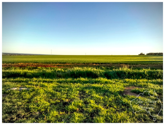 A panoramic landscape photo of the same field in late winter. The foreground is covered in lush, vibrant green grass and new crop, stretching to a distant, flat field of dense, bright green growth.

The sky above is a clear, light blue. Photo signed Kev Peirce.