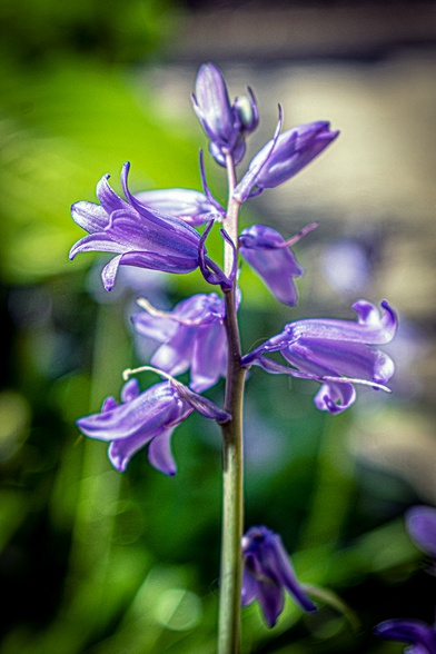 A flower in the shape of bells, the background is plants.