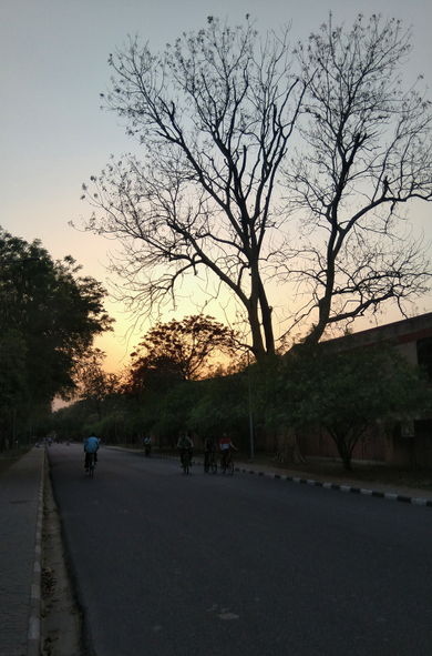 Cyclists ride along a quiet, tree-lined road at dusk. A large silhouetted tree stands prominently against the orange and blue.