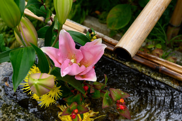 手水鉢を上方から撮影。手水鉢にはピンクのユリの花と黄色い菊の花などが飾られている。/ 2025.11.12 裏寺通・宝蔵寺から