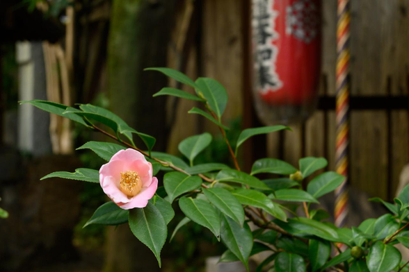 入口から見て手水鉢の右手奥でひっそりと一輪だけ咲いていたピンクのツバキ(だと思う)。更に奥には天童大日如来の祠も少し写っている。/ 2025.11.12 裏寺通・宝蔵寺から