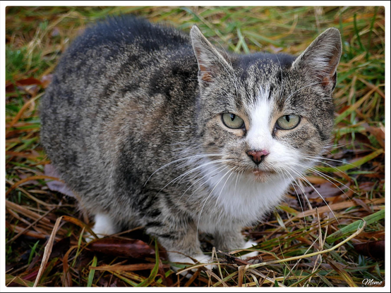 Bildbeschreibung: 
Die Moorkatzen beim Fressen.