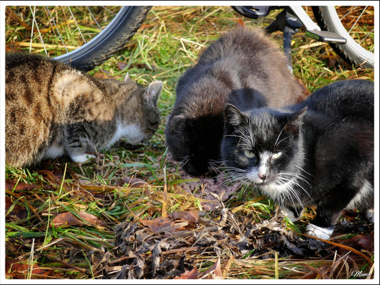Bildbeschreibung: 
Die Moorkatzen beim Fressen.