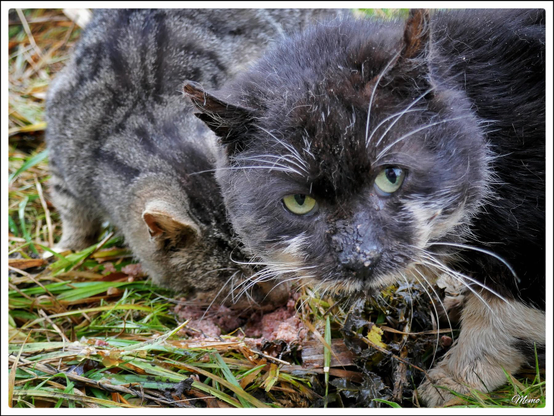Bildbeschreibung: 
Die Moorkatzen beim Fressen.