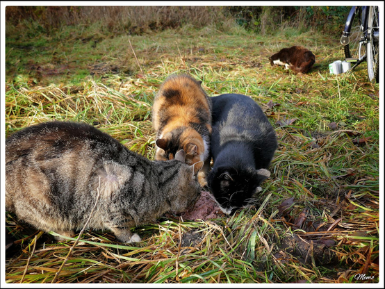 Bildbeschreibung: 
Die Moorkatzen beim Fressen.
