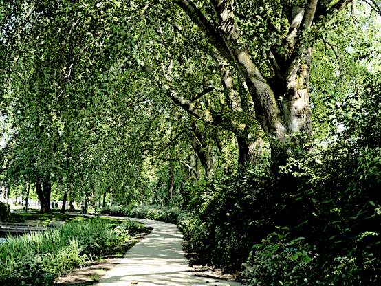 Foto van pad onder bomen