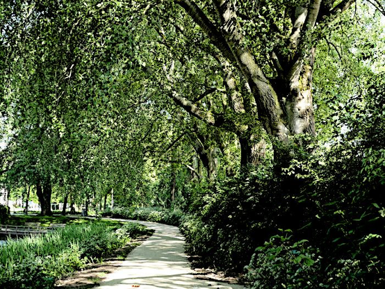 Foto van pad onder bomen