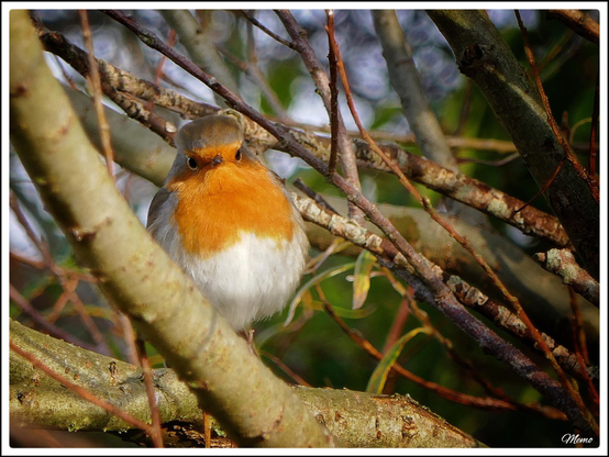 Bildbeschreibung: 
Ein Rotkehlchen auf einem Ast schaut in die Kamera.