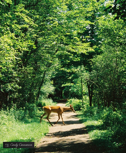 Chevreuil traversant un chemin dans la forêt. Photographie par Cindy Cinnamon
