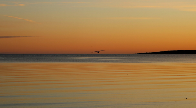 Photograph of the sky and sea at sunrise, with the black silhouette of a gull in flight in the centre. The sky is pinkish-orange near the horizon, fading to yellow and blue at the top of the image. The sea appears blue near the horizon, then reflects the orange colours of the sky in a rippled pattern towards the bottom of the image. Part of the coastline is visible in the middle right.

Photographie du ciel et de la mer au lever du soleil, avec la silhouette noire d'un goéland en vol en plein milieu. Le ciel est rose-orangé près de l'horizon, allant au jaune et au bleu en haut de la photo. La mer apparaît bleue près de l'horizon, puis elle reflète les couleurs orangées du ciel de manière ondulée en allant vers le bas de la photo. Une partie de la côte est visible au milieu à droite.