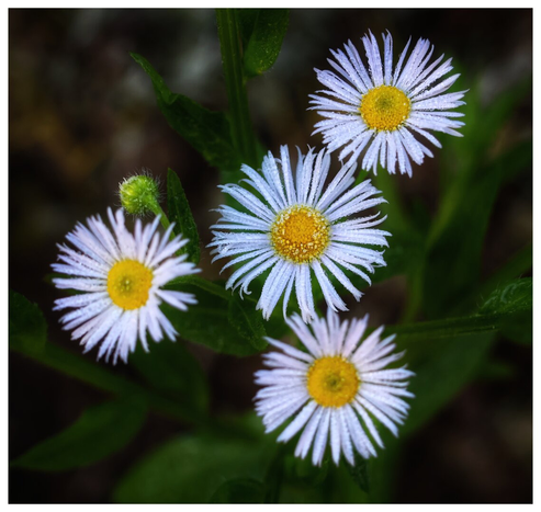 A close-up photograph of Erigeron annuus (Eastern Daisy Fleabane), featuring four flowers in a garden setting. Each flower displays delicate white petals radiating from a bright yellow centre, creating a classic daisy-like appearance. The petals are slightly translucent, with dew clinging to their edges, adding a fresh and natural touch. The leaves are narrow, elongated, and rich green, framing the flowers beautifully. One flower bud is visible to the left, indicating ongoing growth. The background is softly blurred, drawing focus to the intricate details of the flowers and foliage.