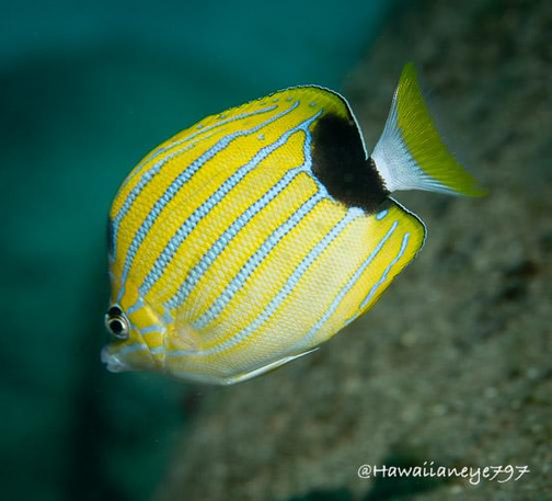An oval yellow fish swimming over a reef. It has white diagonal stripes with blue borders and a black spot on its tail.