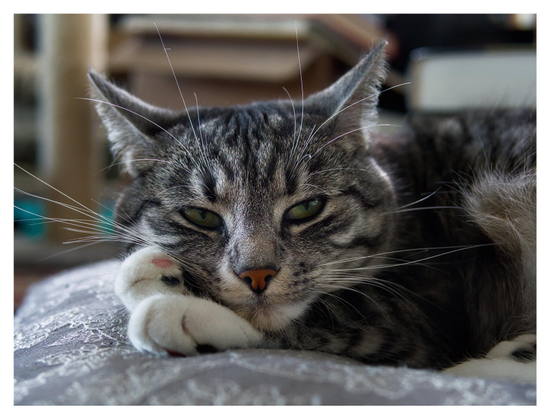 En liggande bild på katten Sonja som ligger på en grå kudde och tittar lite förbi kameran. Hennes högra framtass är vinklad i nittio grader.