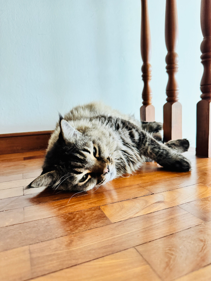 木製の床の上で、長毛のキジトラ猫が横たわってリラックスしている様子。猫は頭を床につけたままこちらへ穏やかな目を向け、後ろには木製の階段手すりが並んでいる。柔らかな自然光が入り、猫の毛並みと床の木目が明るく映し出されている。