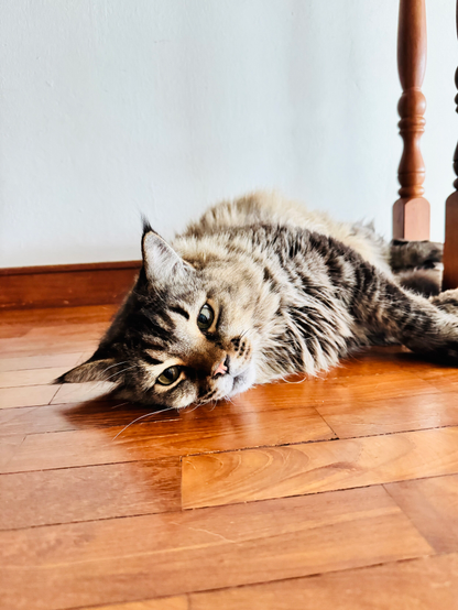 木製のフロアの上で、長毛のキジトラ猫が体を横たえ、頭を床につけたままこちらを見つめている。猫の柔らかな毛並みとリラックスした表情が際立ち、背後には木製の階段手すりが縦に並んでいる。自然光が入り、床の木目と猫の毛の色が暖かく映えている。