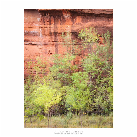 Cliff and trees, Zion National Park.