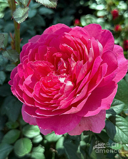 Magenta Pink Rose in Bloom