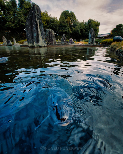 京都の池の魚