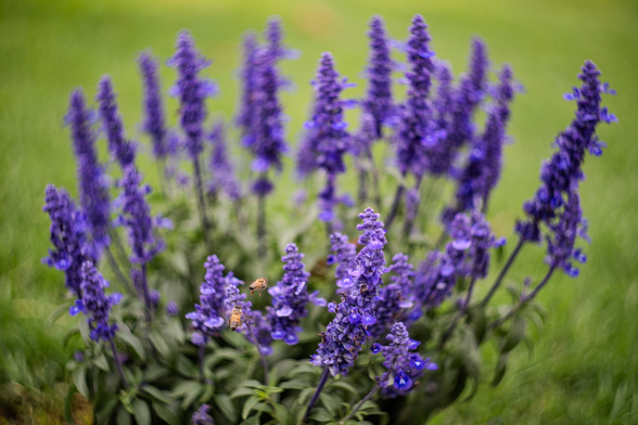 The image depicts a cluster of vibrant purple flowers arranged in a semicircle with tall, slender stems. The flowers are set against a blurred green background, highlighting their vivid color. A few bees are visible near the foreground flowers, suggesting active pollination. The focus is sharp on the flowers and bees, with the background having depth through distinct bokeh.