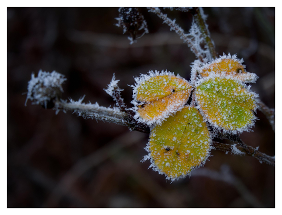 En liggande bild på fyra frostbitna gulgröna löv på en kvist. Bakgrunden är mörk.