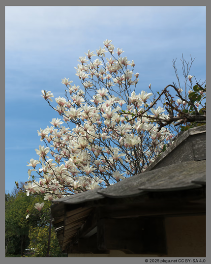 Kanazawa City, Japan.