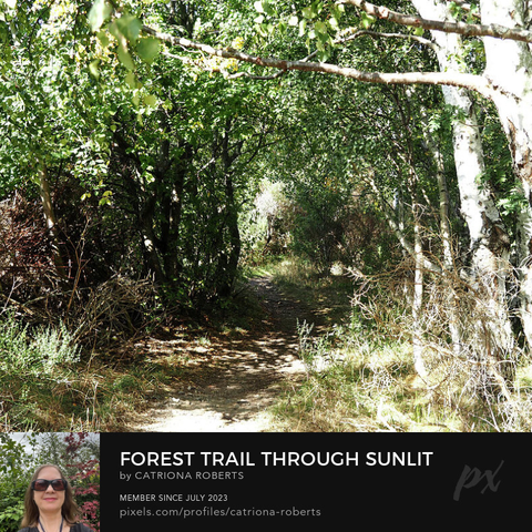 Coloured photo featuring the design- 

Forest Trail Through Sunlit Trees in the Scottish Highlands.

I took this photo during a lovely nature walk through the Scottish Highlands. 

Features a serene Birch forest trail surrounded by lush green leaves and dappled sunlight. 

The trail leads deeper into a tranquil, natural setting.

Click links on the main post for options. 
