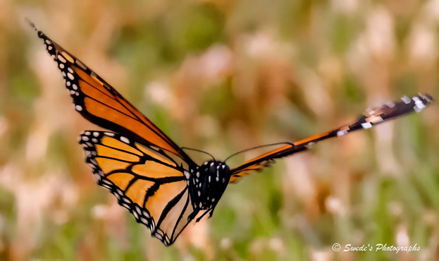 Painted Traveler

"A Monarch butterfly (Danaus plexippus) hovers mid-flight, wings fully extended in a moment of suspended motion. Its vibrant orange wings, bordered in black and dotted with white, blaze against a softly blurred backdrop of green and brown—suggesting a meadow or garden. The butterfly appears to be flying toward the camera, its body angled forward, giving the image a sense of approach and immediacy. The motion blur on the wings hints at movement, while the crisp detail of its body draws the viewer into its path. It feels like a quiet encounter—fleeting, graceful, and personal—as if the butterfly is offering a moment of recognition before continuing its journey." - Microsoft Copilot