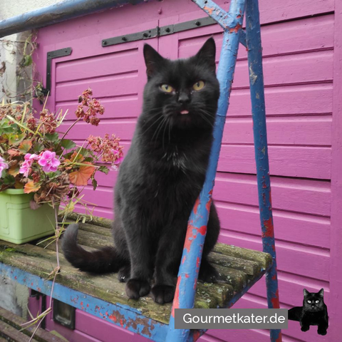 Schwarzer Kater